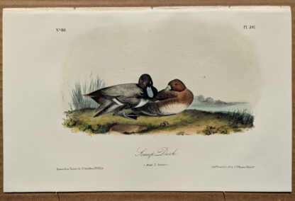 Audubon Octavo Print – Scaup Duck - Plate 397, 2nd Edition