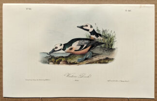 Audubon Octavo Print – Western Duck - Plate 407, 2nd Edition