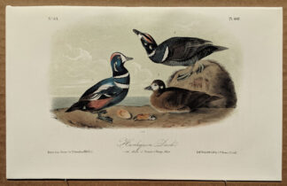 Audubon Octavo Print – Harlequin Duck - Plate 409, 2nd Edition