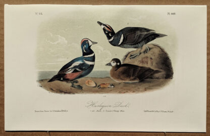 Audubon Octavo Print – Harlequin Duck - Plate 409, 2nd Edition