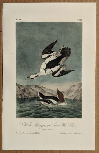 Audubon Octavo Print – White Merganser Smew White Nun - Plate 414, 2nd Edition