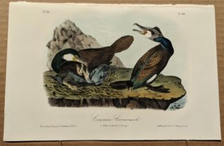 Audubon Octavo Print – Common Cormorant - Plate 415, 2nd Edition