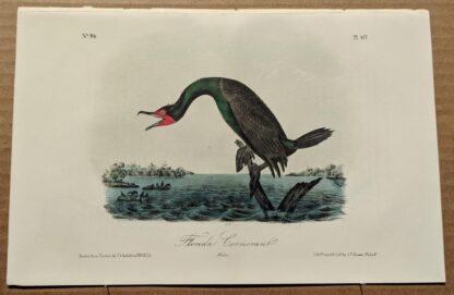 Audubon Octavo Print – Florida Cormorant - Plate 417, 2nd Edition