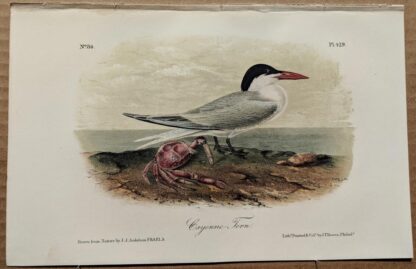 Audubon Octavo Print – Cayenne Tern - Plate 429, 2nd Edition