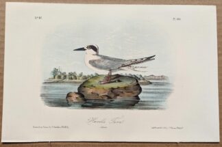 Audubon Octavo Print – Havell's Tern - Plate 434, 2nd Edition