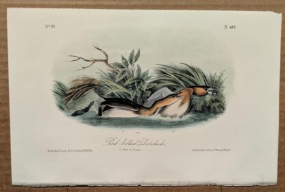 Audubon Octavo Print – Pied Billed Dobchick - Plate 483, 2nd Edition