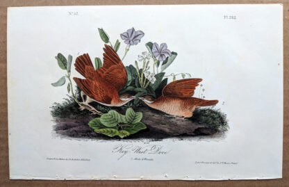 Key West Dove - Image 2