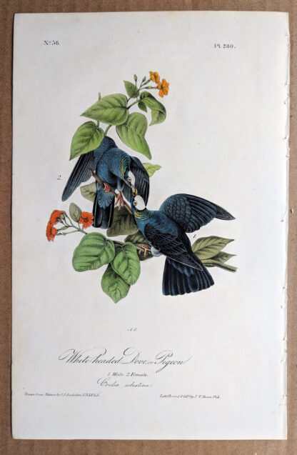 White-headed Dove or Pigeon - Image 2