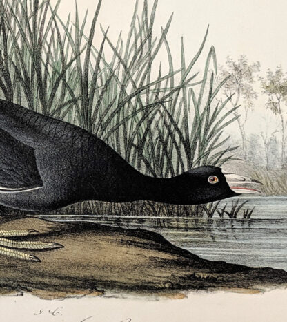 Audubon Octavo Print – American Coot - Plate 305, 1st Edition - Image 2
