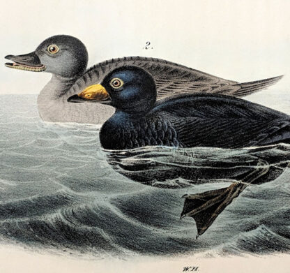 Audubon Octavo Print – American Scoter Duck Plate - 403, 1st Edition - Image 2