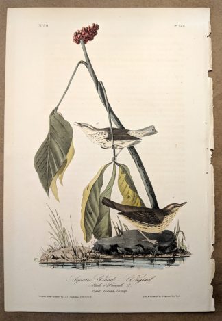 Aquatic Wood Wagtail by John J Audubon, plate #149 of the Royal Octavo Edition