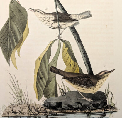 Close-up of the Aquatic Wood Wagtail by John J Audubon, plate #149 of the Royal Octavo Edition