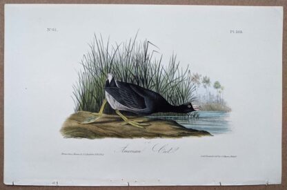 Audubon 1st Edition Octavo - American Coot - Plate 305