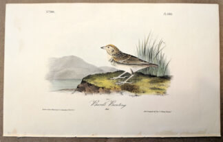 Original print of the Baird's Bunting by John J Audubon, plate #500 of the Royal Octavo Edition