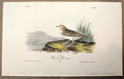 Original print of the Baird's Bunting by John J Audubon, plate #500 of the Royal Octavo Edition