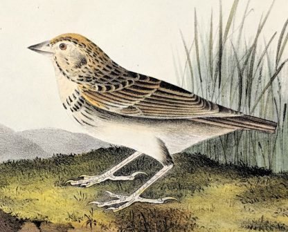 Original print of the Baird's Bunting by John J Audubon, plate #500 of the Royal Octavo Edition