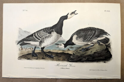 Original print of the Bernacle Goose by John J Audubon, plate #378 of the Royal Octavo Edition