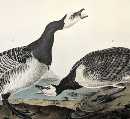 Audubon Octavo Print – Bernacle Goose - Plate 378, 1st Edition - Image 2