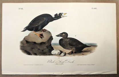Original print of the Black or Surf Duck by John J Audubon, plate #402 of the Royal Octavo Edition