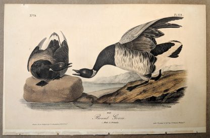 Original print of the Brant Goose by John J Audubon, plate #379 of the Royal Octavo Edition