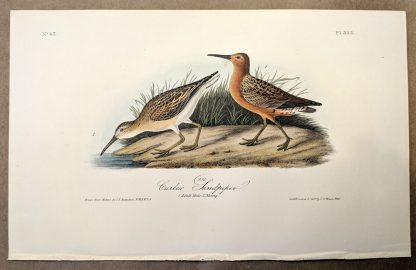 Original print of the Curlew Sandpiper by John J Audubon, plate #333 of the Royal Octavo Edition