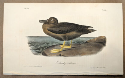 Original print of the Dusky Albatross by John J Audubon, plate #454 of the Royal Octavo Edition