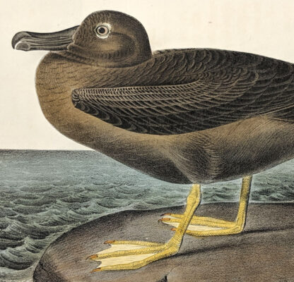 Audubon Octavo Print – Dusky Albatross - Plate 454, 1st Edition - Image 2
