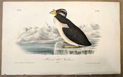 Original print of the Horned-billed Guillemot by John J Audubon, plate #471 of the Royal Octavo Edition