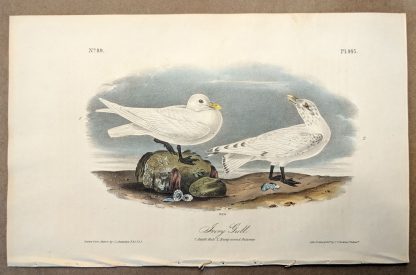 Original print of the Ivory Gull by John J Audubon, plate #445 of the Royal Octavo Edition