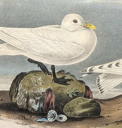 Original print of the Ivory Gull by John J Audubon, plate #445 of the Royal Octavo Edition