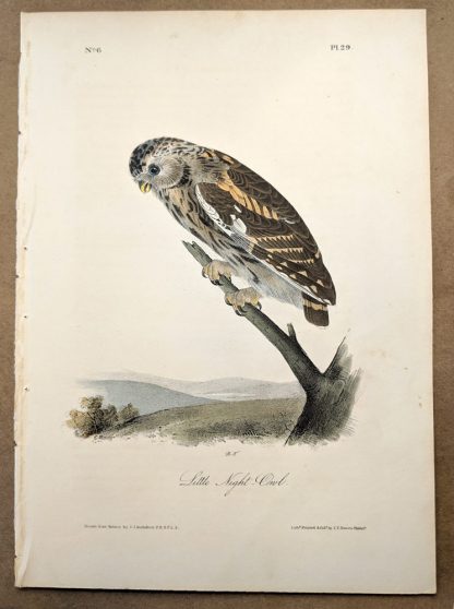 Little Night Owl by John J Audubon, plate #29