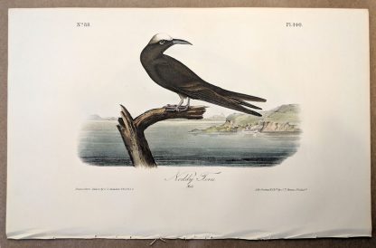 Original print of the Noddy Tern by John J Audubon, plate #440 of the Royal Octavo Edition