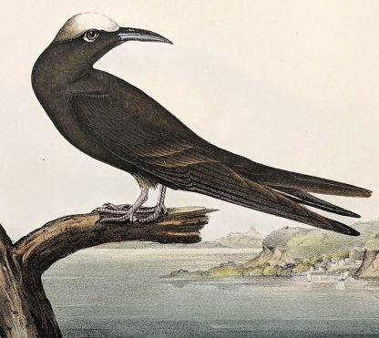 Original print of the Noddy Tern by John J Audubon, plate #440 of the Royal Octavo Edition