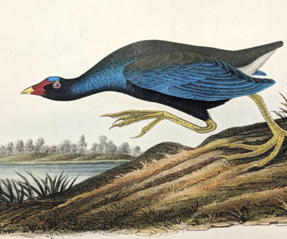 Audubon Octavo Print – Purple Gallinule - Plate 303, 1st Edition - Image 2