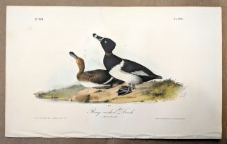 Original print of the Ring-necked Duck by John J Audubon, plate #398 of the Royal Octavo Edition