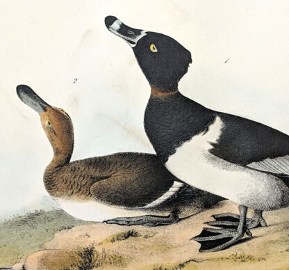 Audubon Octavo Print – Ring-necked Duck - Plate 398, 1st Edition - Image 2
