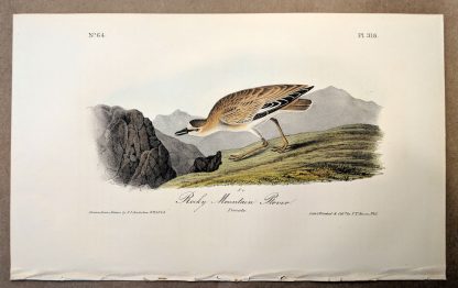 Original print of the Rocky Mountain Plover by John J Audubon, plate #318, from the Royal Octavo Edition