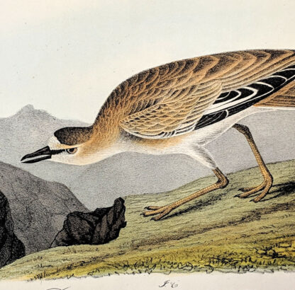 Audubon Octavo Print – Rocky Mountain Plover - Plate 318, 1st Edition - Image 2