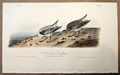 Original print of the Sanderling Sandpiper by John J Audubon, plate #338 of the Royal Octavo Edition