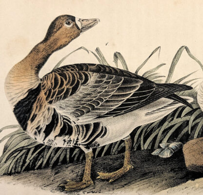 Audubon Octavo Print – White-fronted Goose - Plate 380, 1st Edition - Image 2