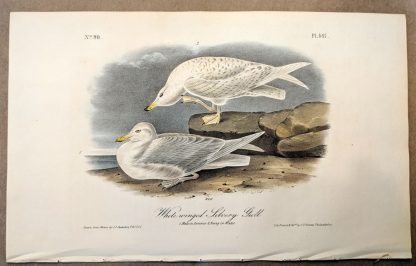 Original print of the White-winged Silvery Gull by John J Audubon, plate #447 of the Royal Octavo Edition