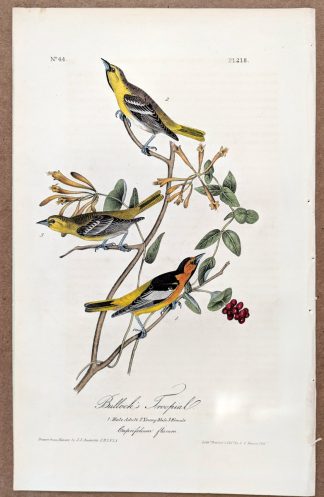 Audubon's Bullock's Troopial from the Royal Octavo First Edition