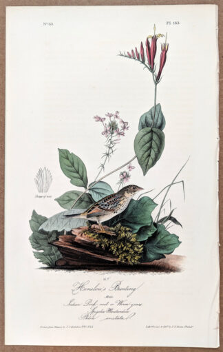 Audubon Octavo Print – Henslow's Bunting - Plate 163, 1st Edition