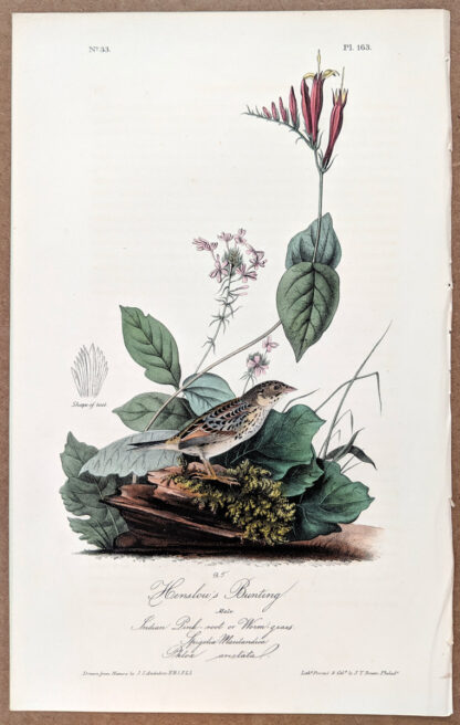 Audubon Octavo Print – Henslow's Bunting - Plate 163, 1st Edition