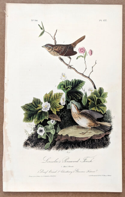 Audubon Octavo Print - Lincoln's Pinewood Finch - Plate 177, 1st Edition