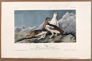 Audubon Octavo Print – Rock Ptarmigan Plate 301, 1st Edition
