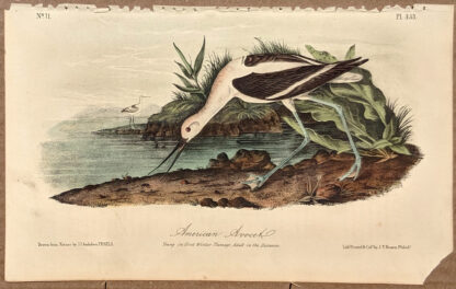 Audubon Octavo Print – American Avocet - Plate 353, 2nd Edition