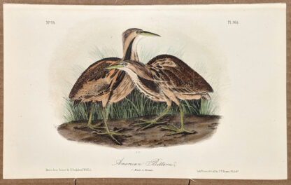 Audubon Octavo Print – American Bittern - Plate 365, 2nd Edition