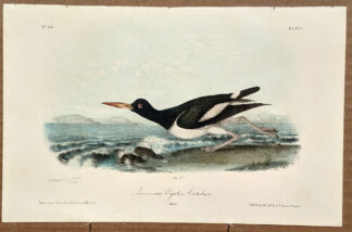 Audubon Octavo Print – American Oyster Catcher - Plate 324, 2nd Edition