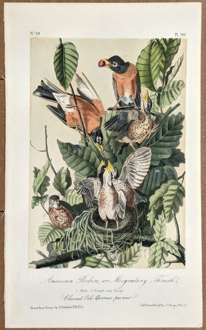 Audubon Octavo Print – American Robin of Migratory Thrush - Plate 142, 2nd Edition
